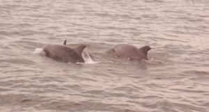 Dolphins Galore