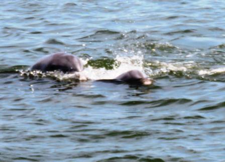 Sailing with Dolphins