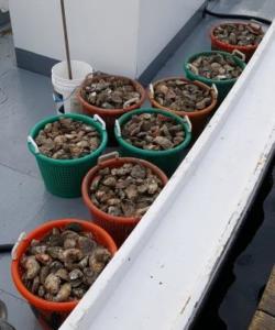 Oyster harvest comes up short
