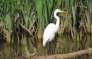 Egrets are a wading bird