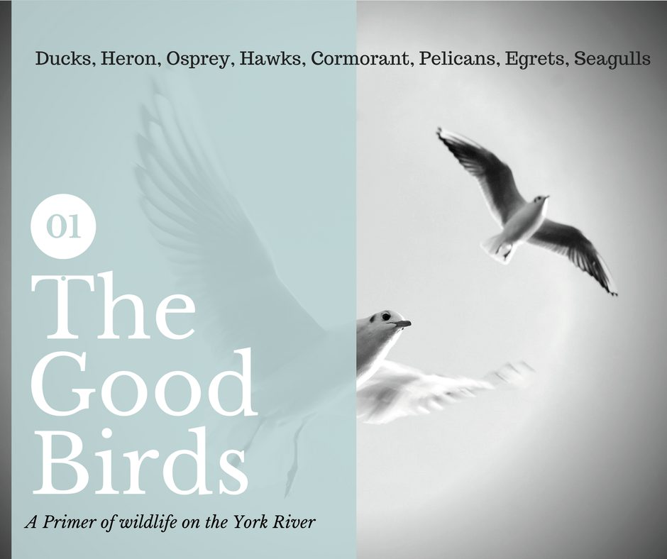 Birds of the York River