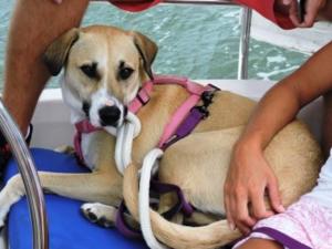 Sailing with a Rescue Dog