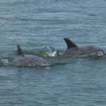 What's the Deal with Dolphin Sightings?