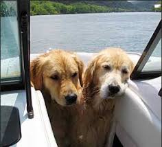 Many benefits to sailing with dogs