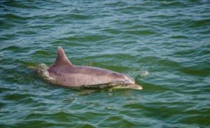 Dolphins are second smartest, after humans