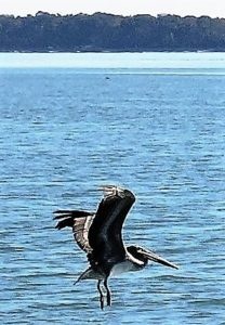Pelicans fly close to the water