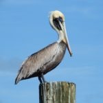 Pelican on the pole