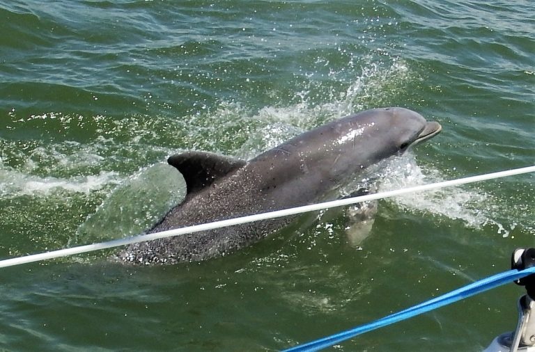 Dolphin Cruise