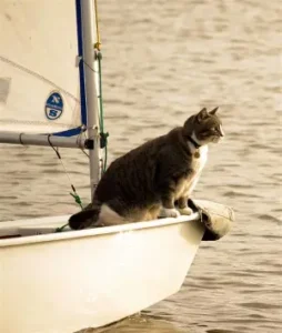 Cats on Sailboats