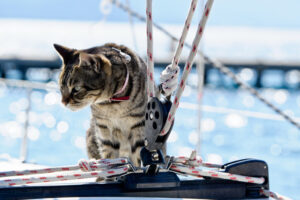 Cats on Sailboats