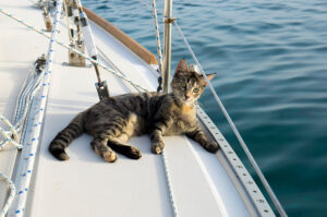 Cats on Sailboats