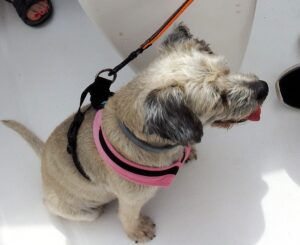 Dog Sailors