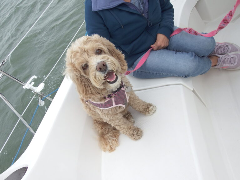 Dog Sailors