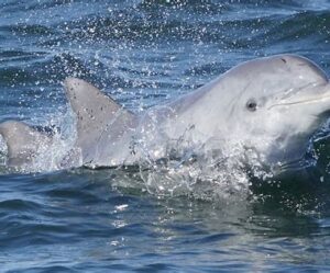 Dolphins