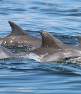 Dolphins!
